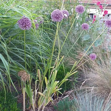 La Vie Cote Jardin * Cambligneul